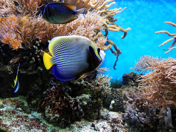 Acuarios Marinos de Arrecife: Ecosistemas en Miniatura