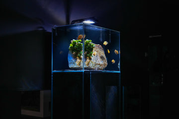 Office Concept, peces Loro