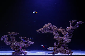 Reef concept