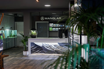 Manglar estudio
